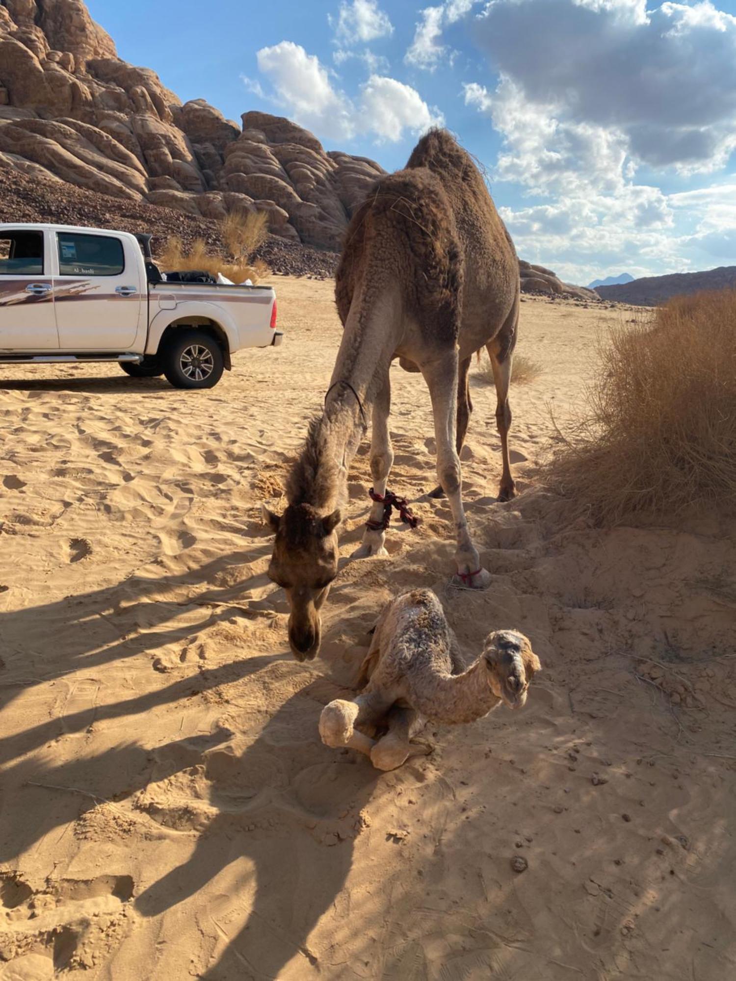 Wadi Rum Albasli Luaran gambar